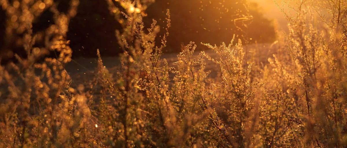 OEKO-TEX Standard 100: What It Means for Hemp Apparel Importers