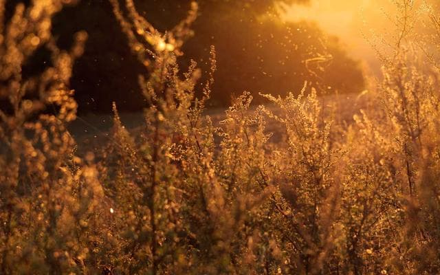 OEKO-TEX Standard 100: What It Means for Hemp Apparel Importers